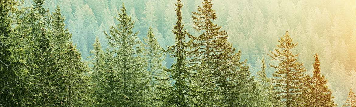 sustainable-forestry-certifications-explained