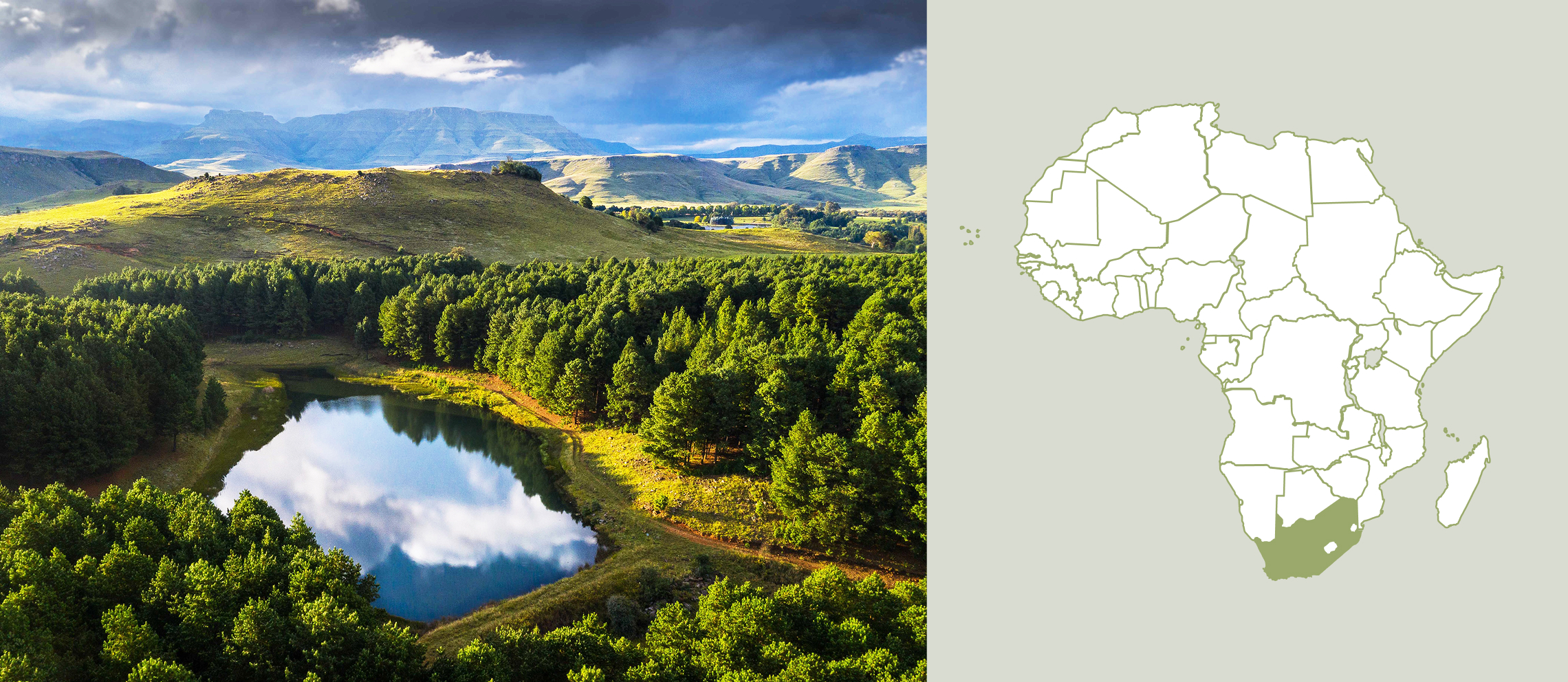 One of Brambles’ timber farms in South Africa. © Matthieu Rivart